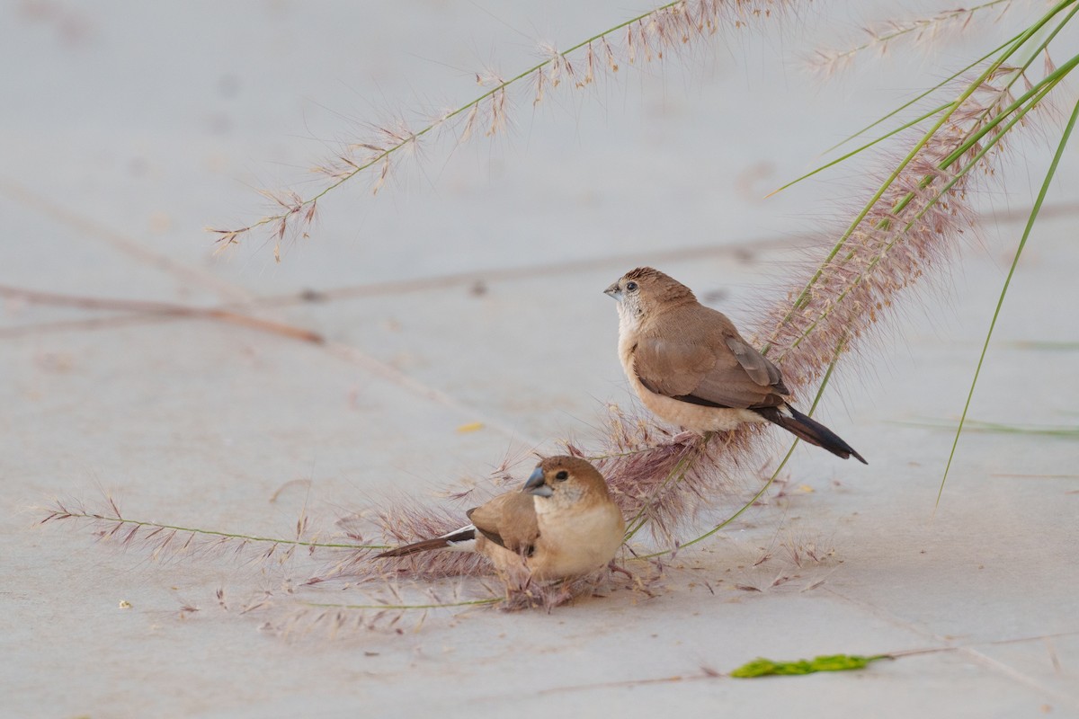 Indian Silverbill - ML614639946