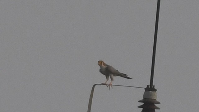 Red-necked Falcon - Sundar Palanivelu