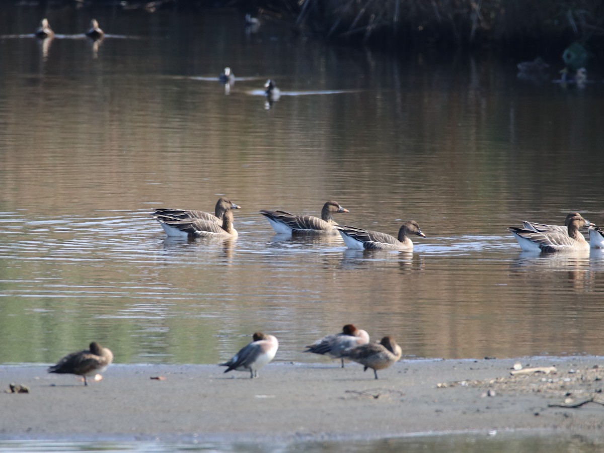 Tundra Bean-Goose - ML614639987