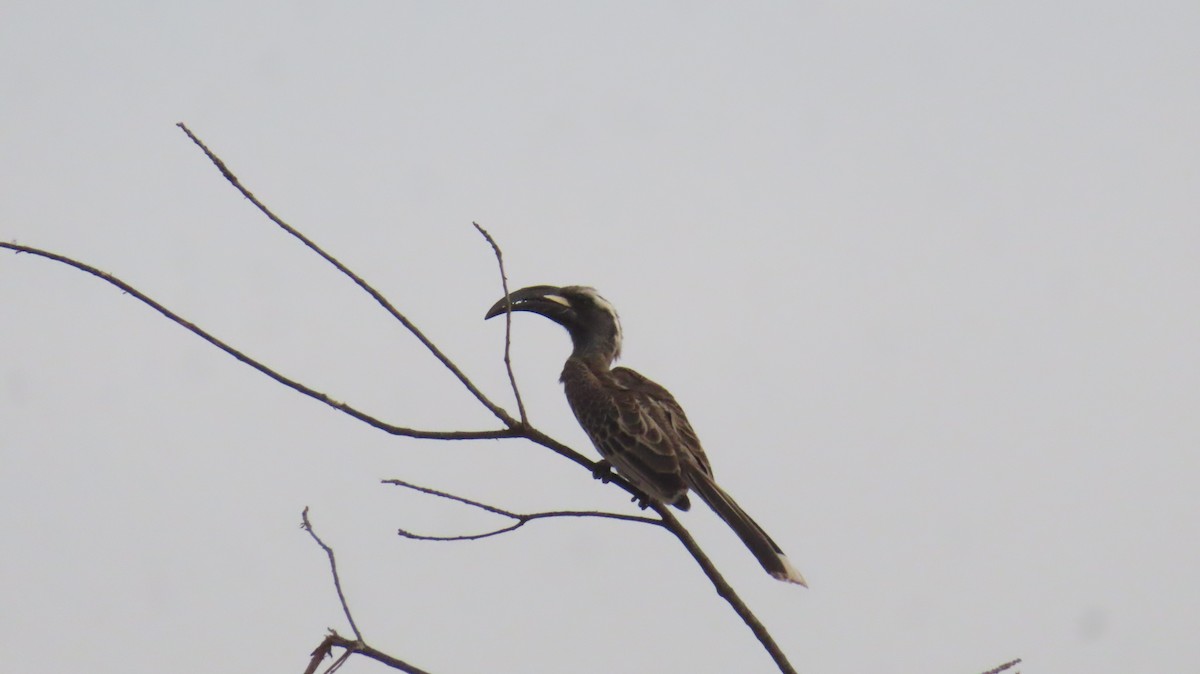 African Gray Hornbill - ML614640002