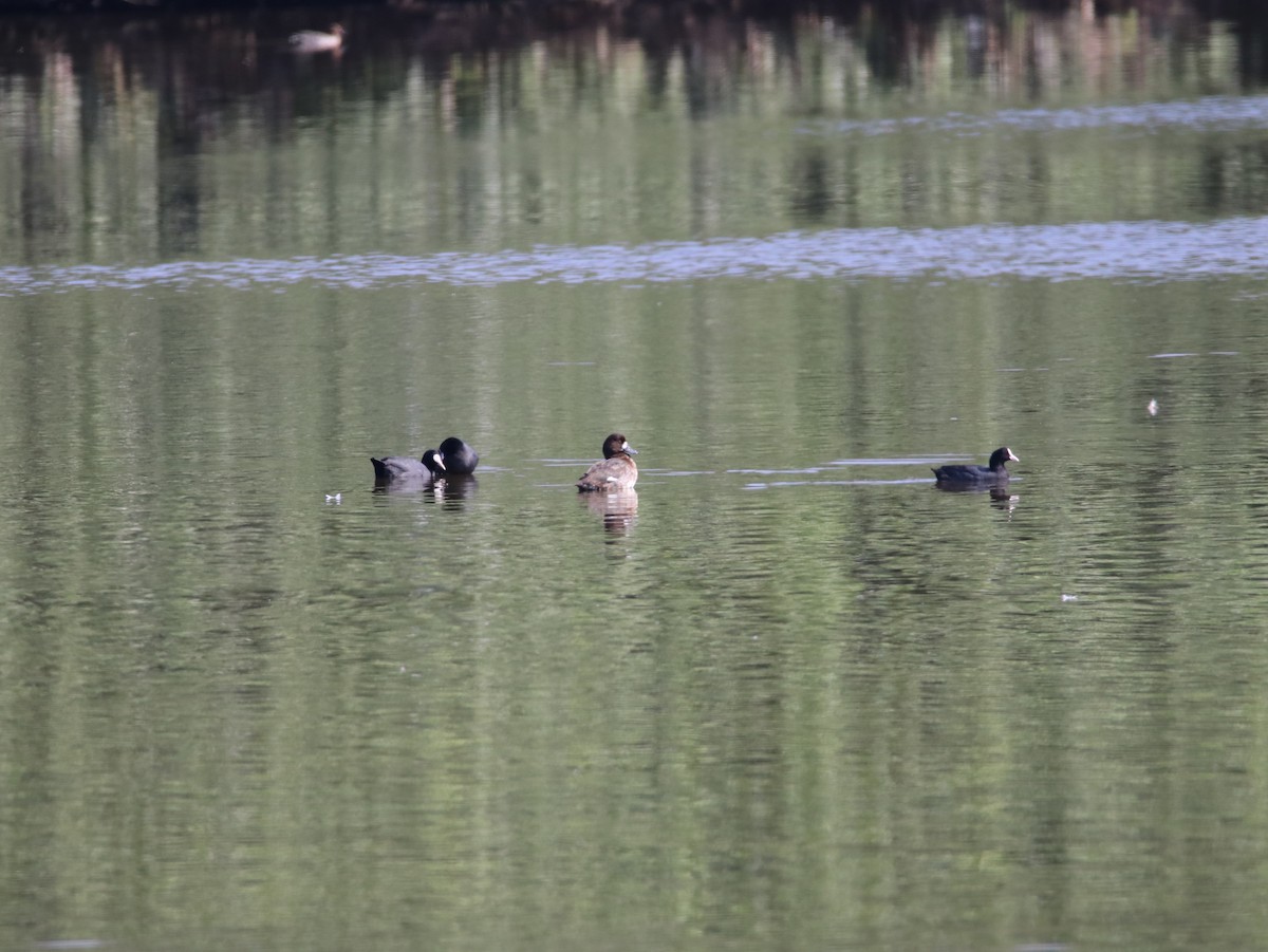 Greater Scaup - ML614640003