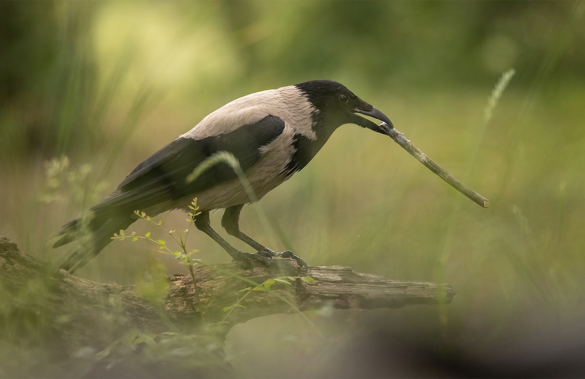 Hooded Crow - ML614640027