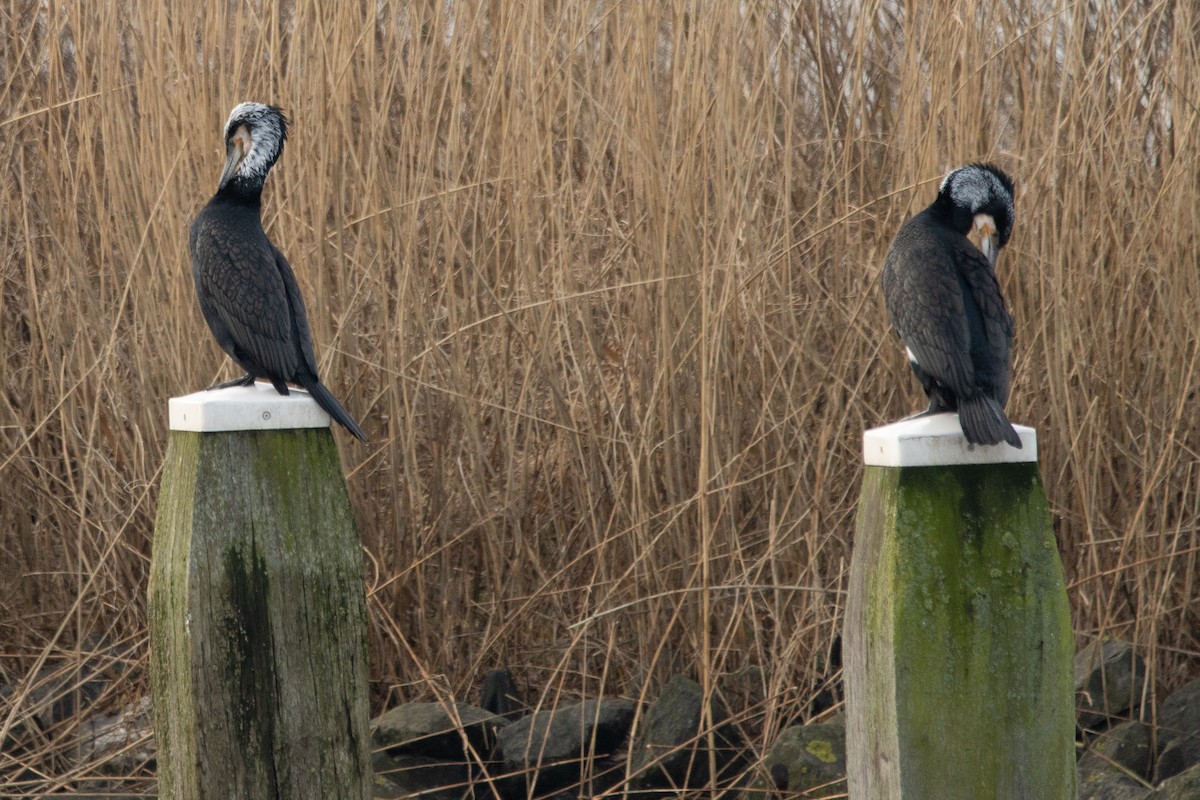 Great Cormorant - Letty Roedolf Groenenboom