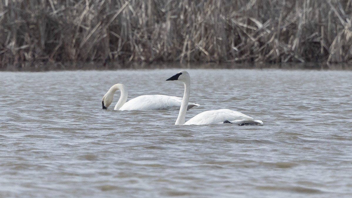 Trumpeter Swan - ML614640124