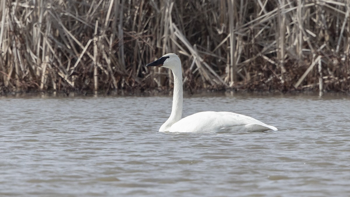 Trumpeter Swan - ML614640125