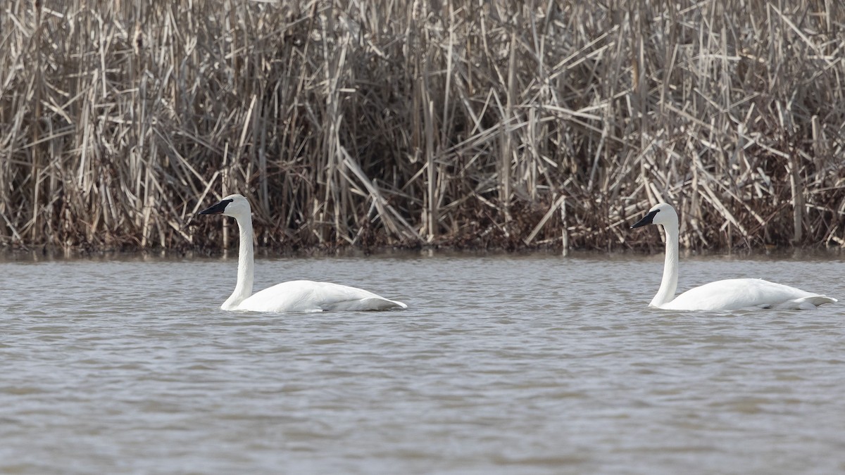 Trumpeter Swan - ML614640126