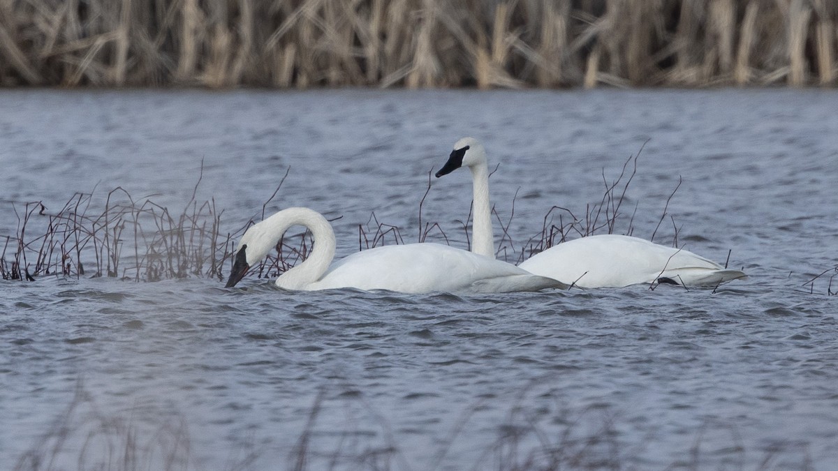 Trumpeter Swan - ML614640128