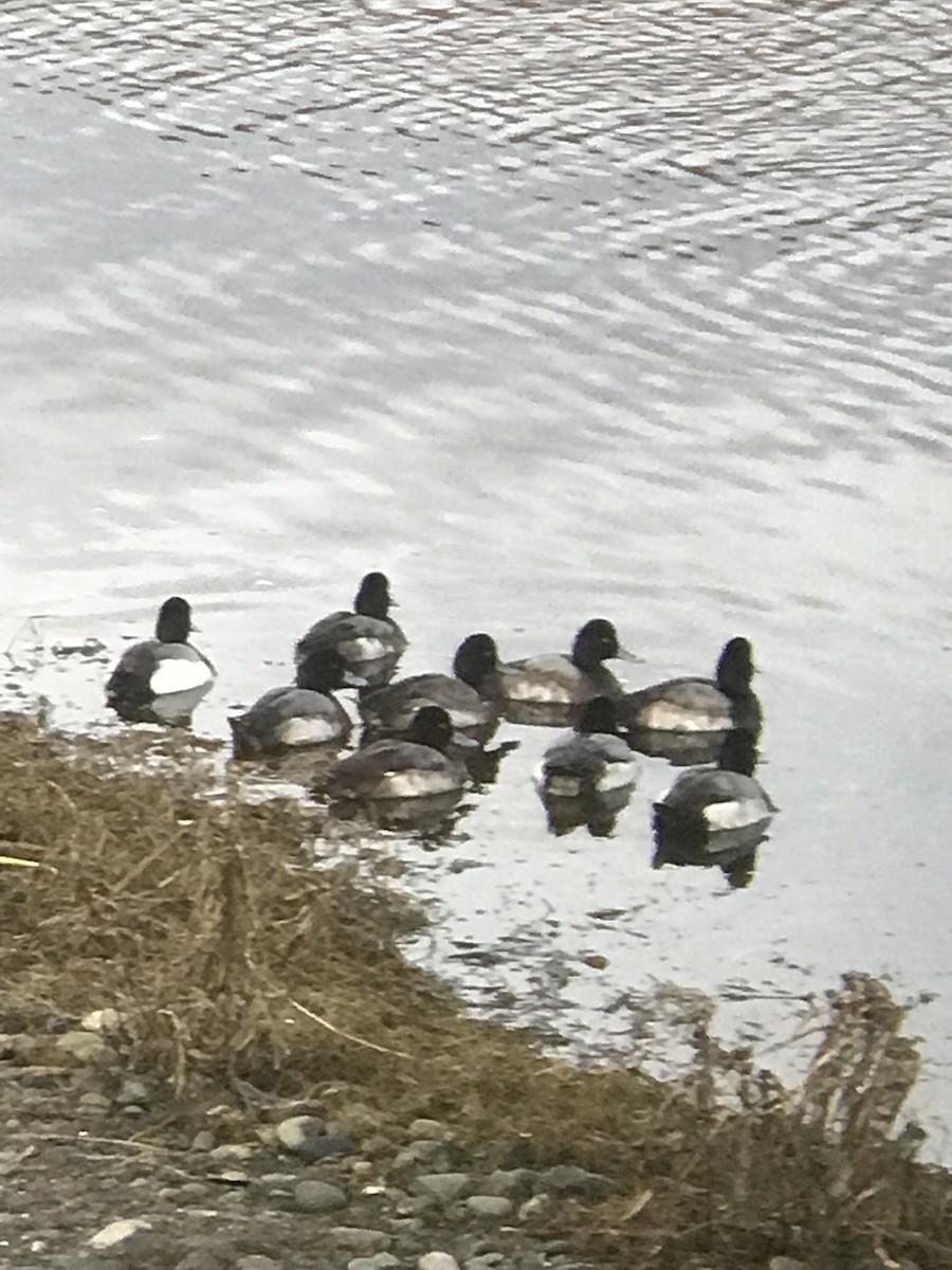 Lesser Scaup - ML614640135