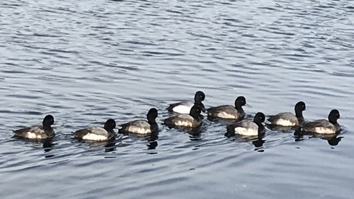 Lesser Scaup - ML614640136