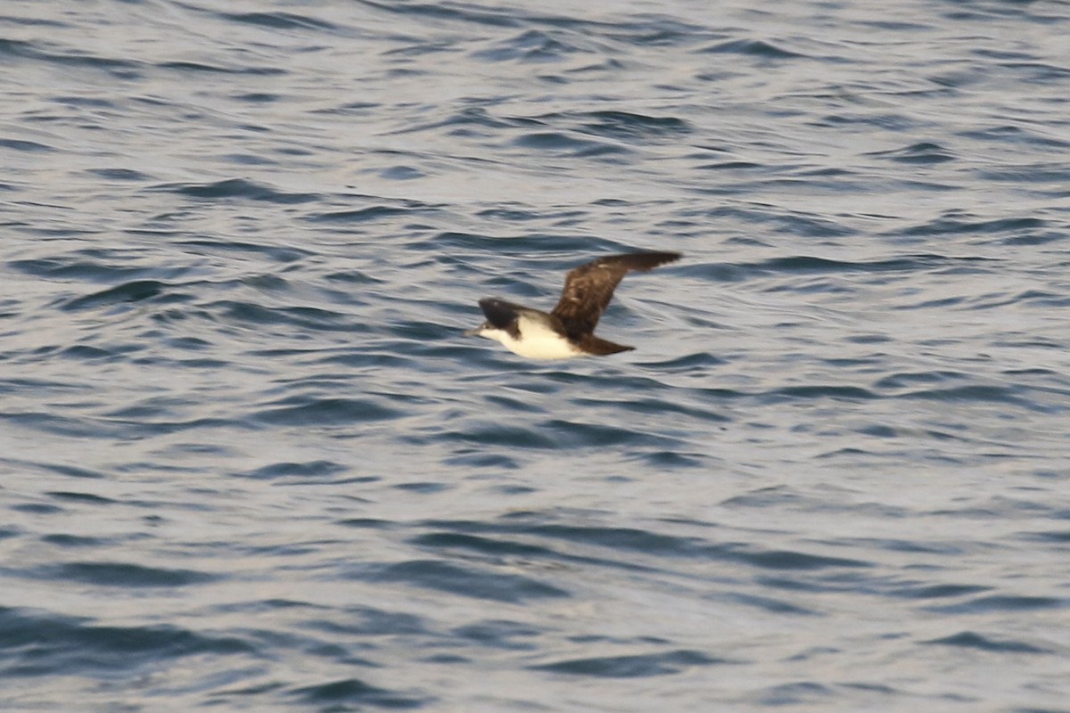 Puffin des Galapagos (forme à ailes pales) - ML614640139