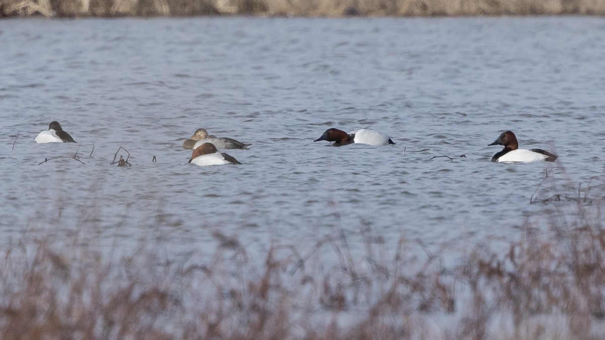 Canvasback - ML614640150