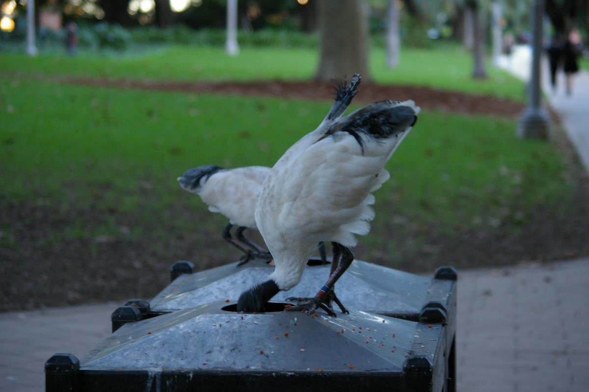 Australian Ibis - ML614640161