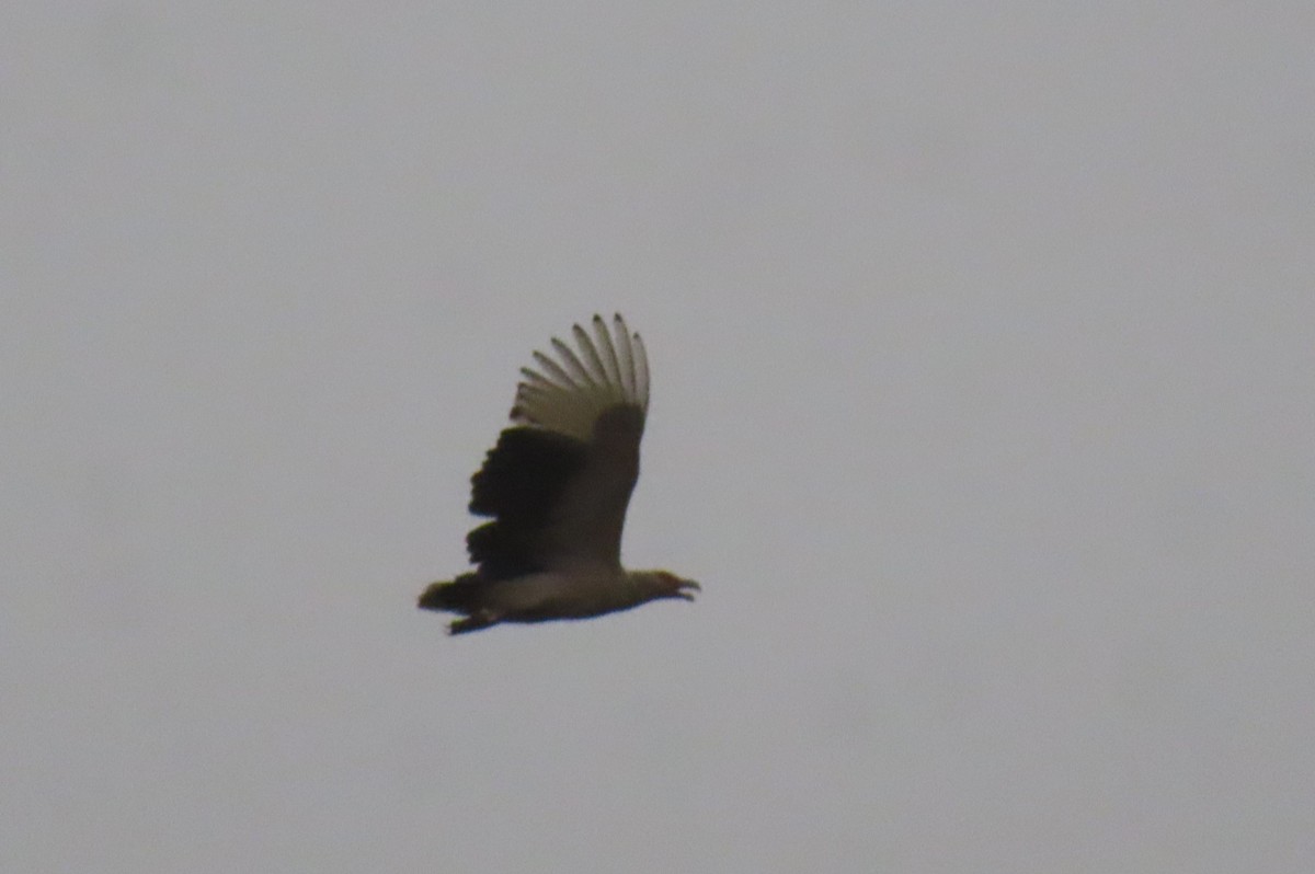 Palm-nut Vulture - ML614640182