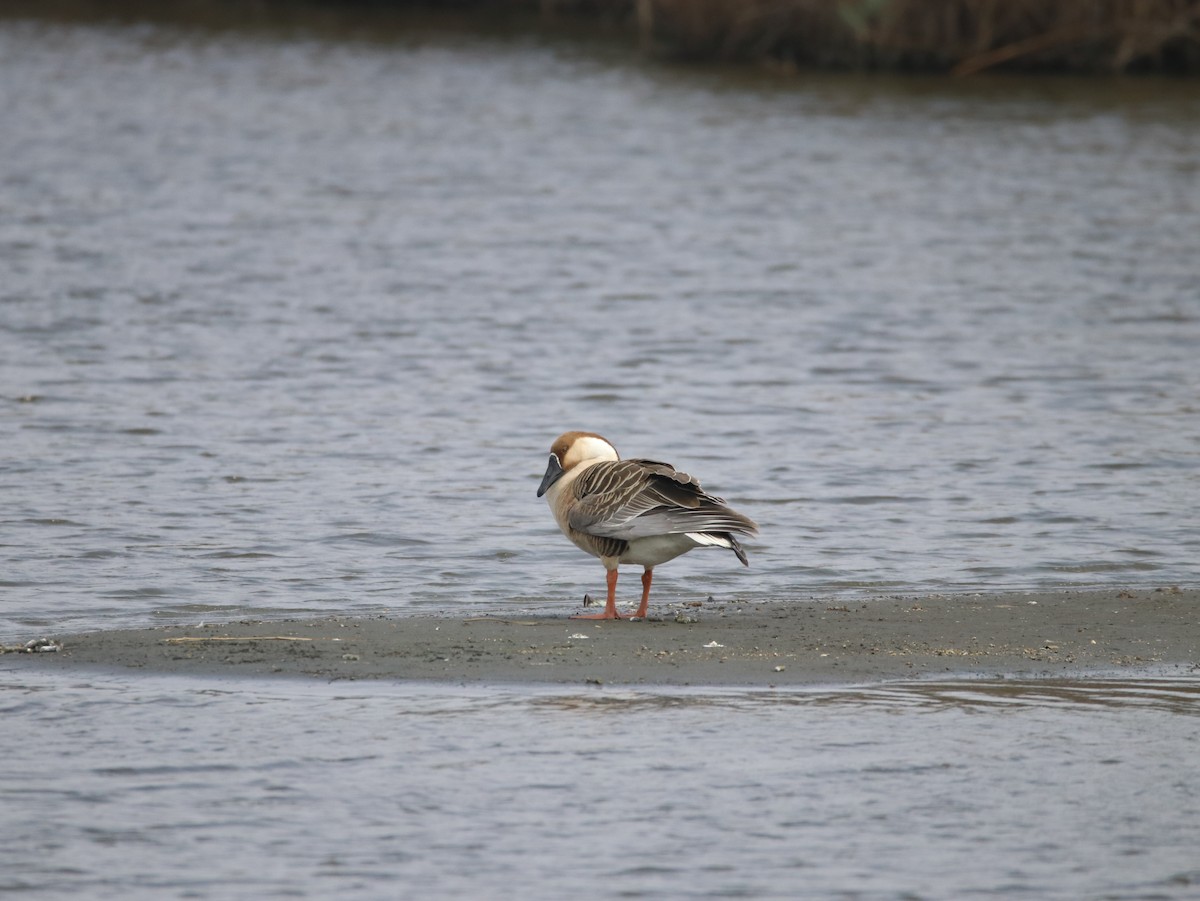 Swan Goose - ML614640196