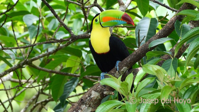 Keel-billed Toucan - ML614640201