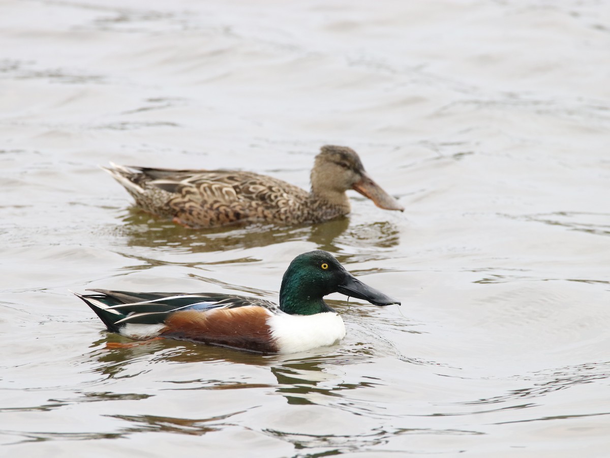 Northern Shoveler - ML614640222