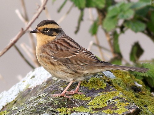 Siberian Accentor - David Cooper