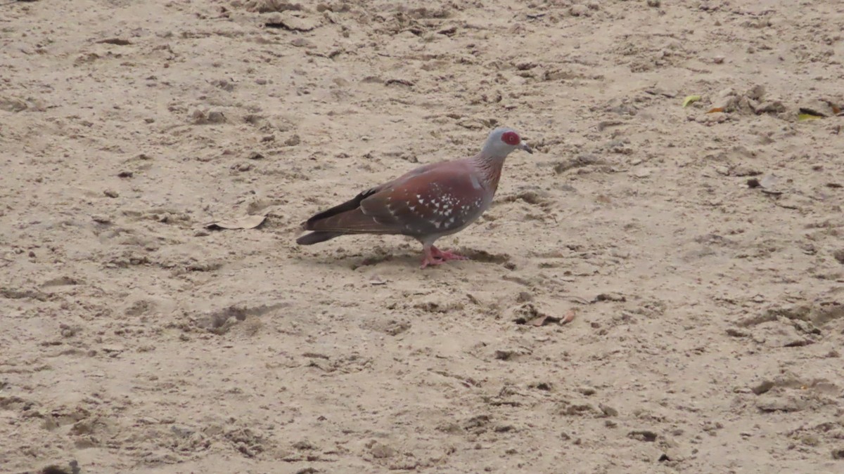 Speckled Pigeon - ML614640277
