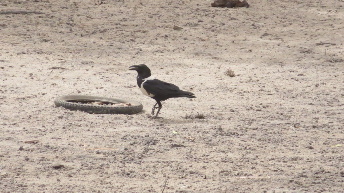 Pied Crow - ML614640295