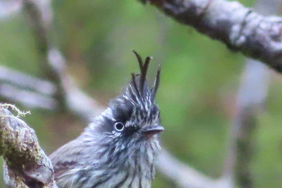 Tufted Tit-Tyrant - ML614640309