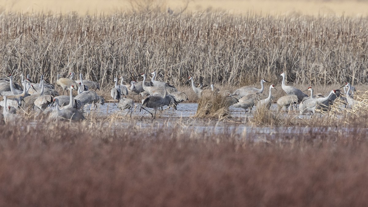 Sandhill Crane - ML614640318