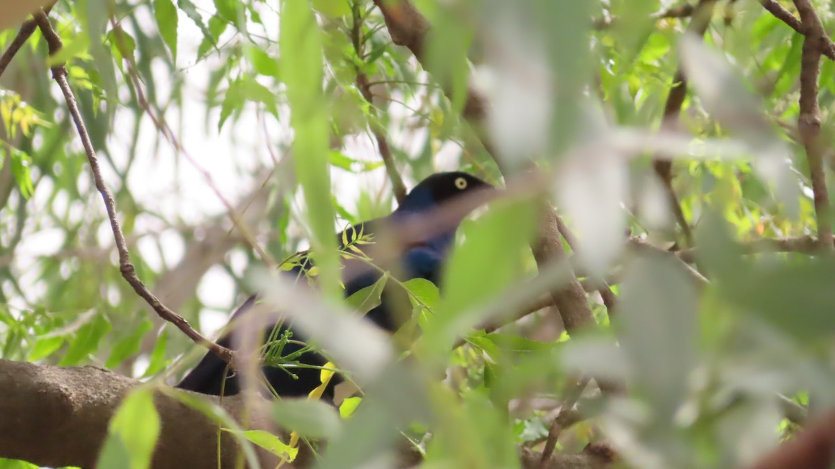 Long-tailed Glossy Starling - ML614640399