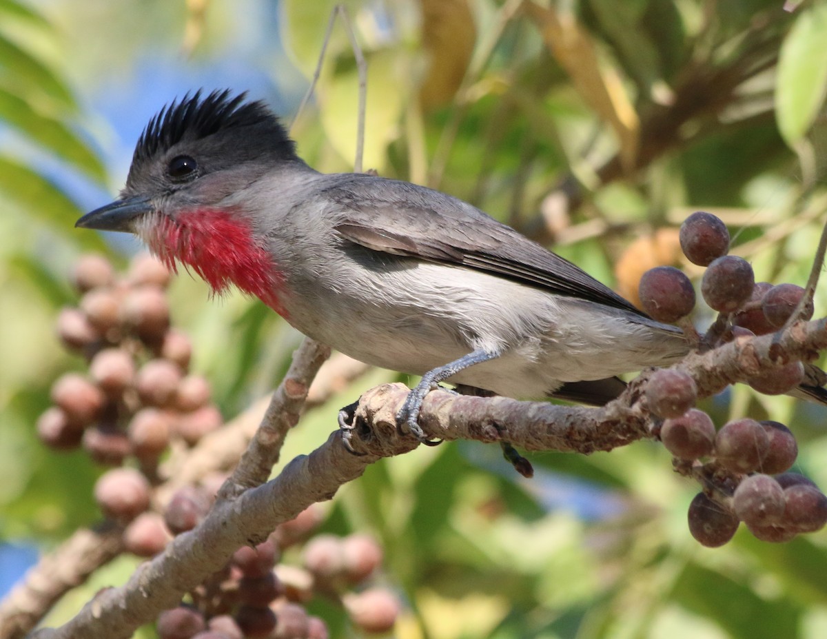 Rose-throated Becard - ML614640405