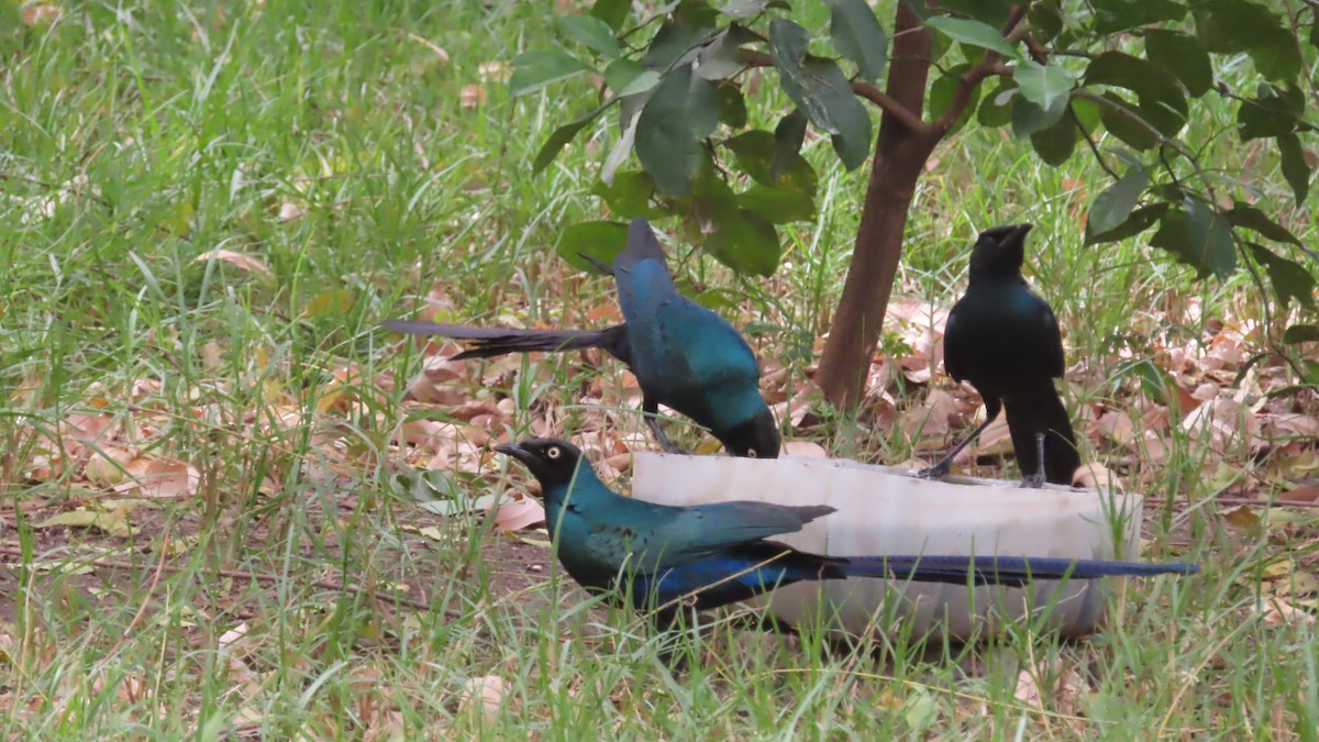 Long-tailed Glossy Starling - ML614640411
