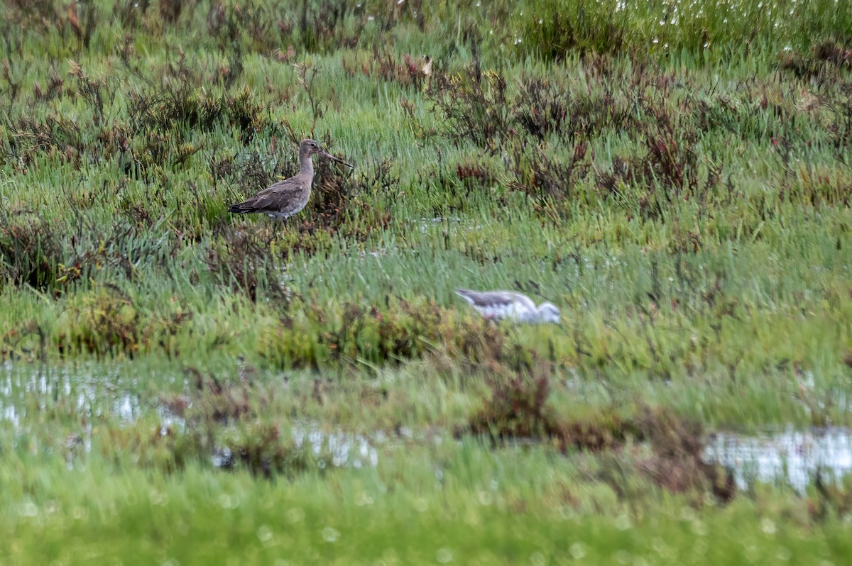 Black-tailed Godwit - ML614640412