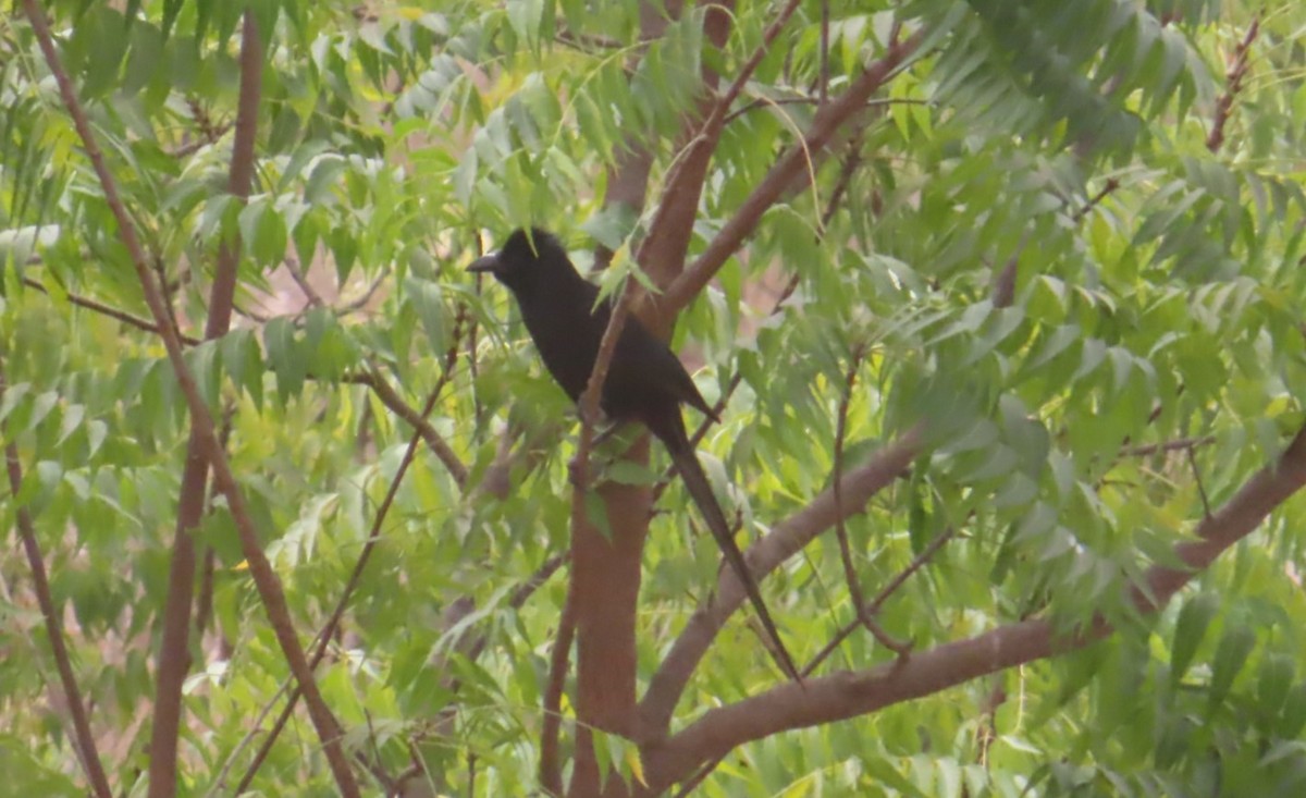 Piapiac - ML614640425