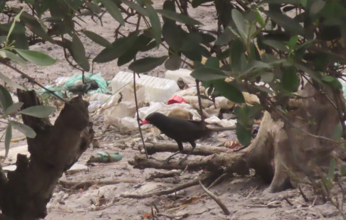 Piapiac - ML614640426