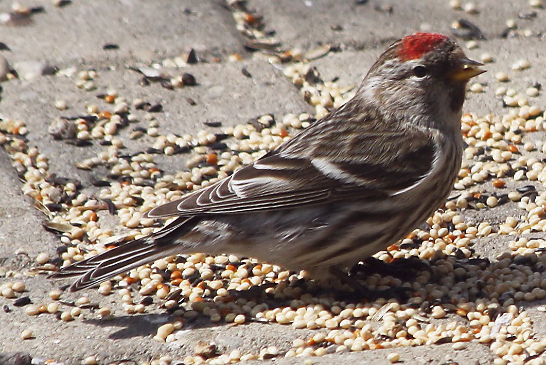 Redpoll (Common) - ML614640434
