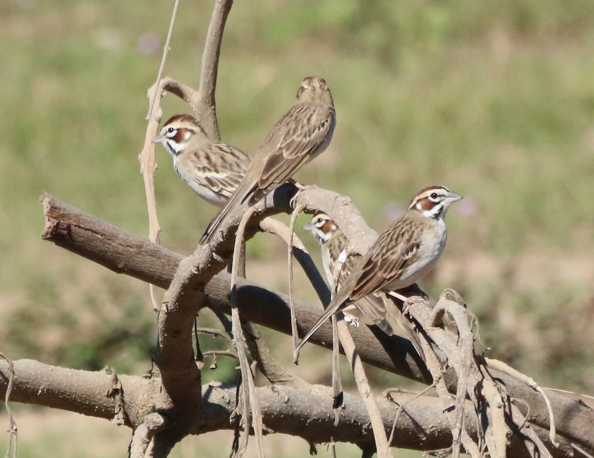 Lark Sparrow - ML614640453