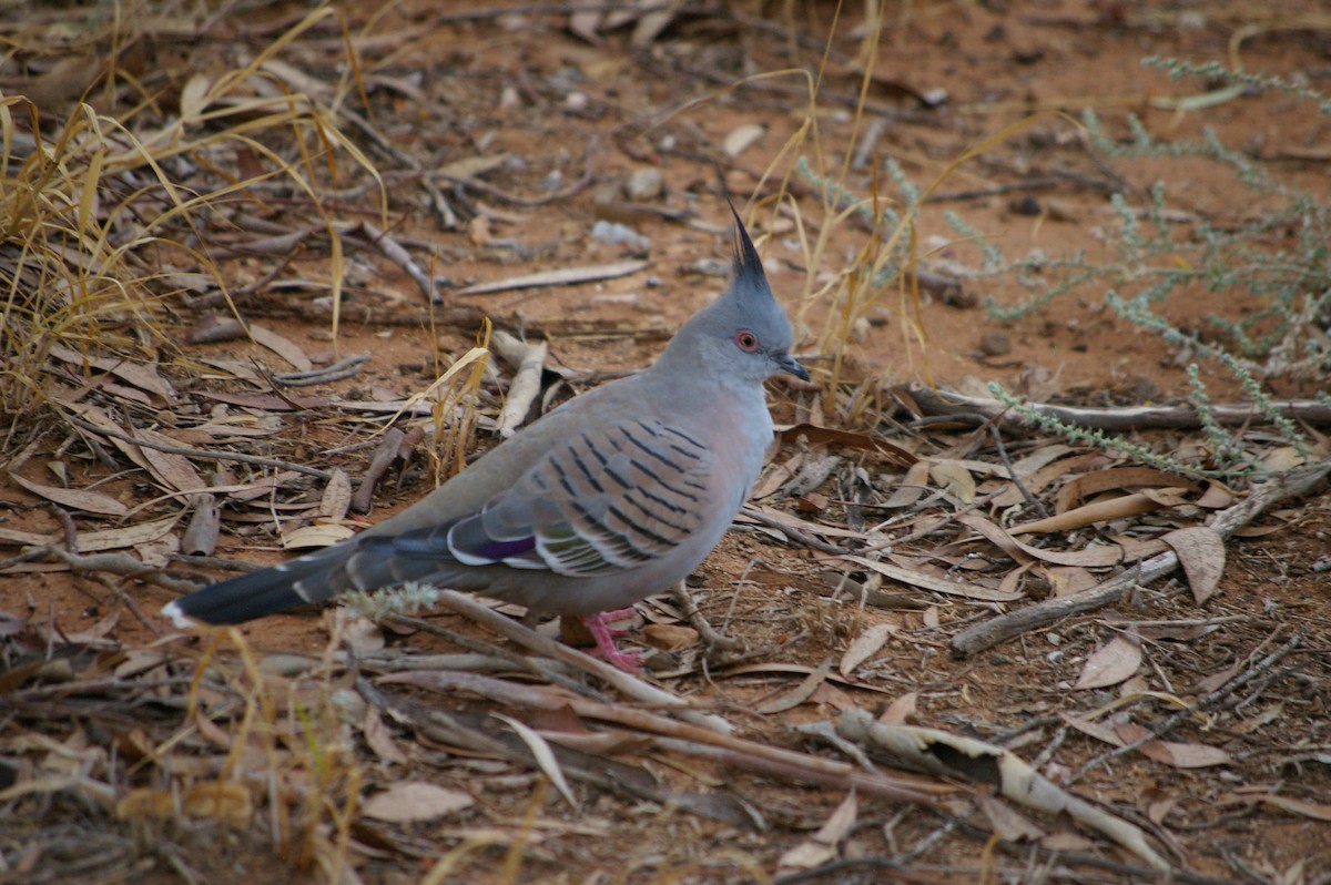 Crested Pigeon - ML614640457