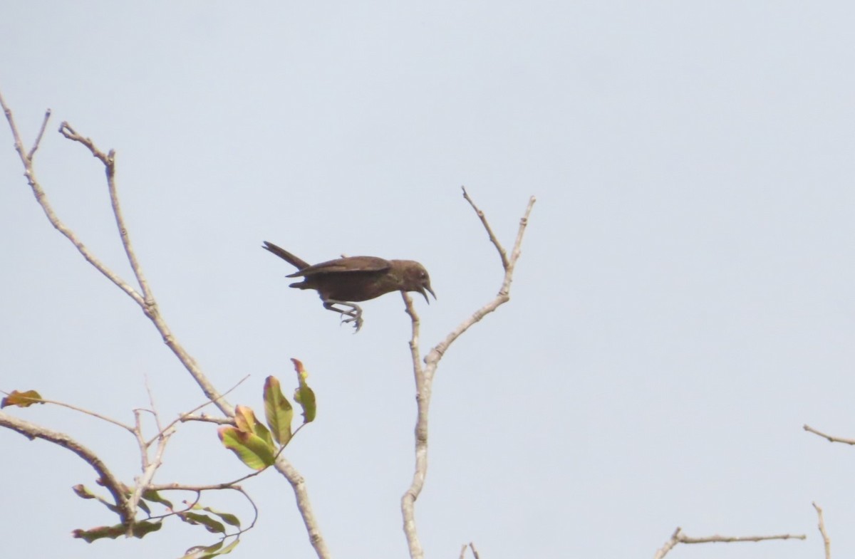 Northern Anteater-Chat - ML614640469