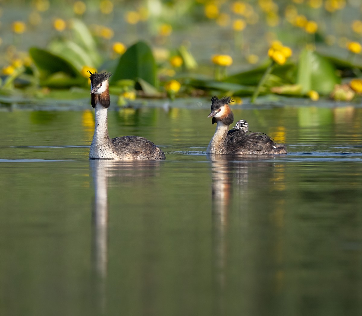 Great Crested Grebe - Hubert Janiszewski