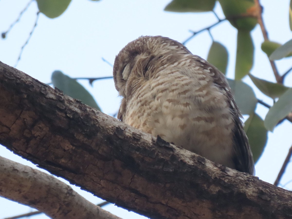 Spotted Owlet - ML614640503
