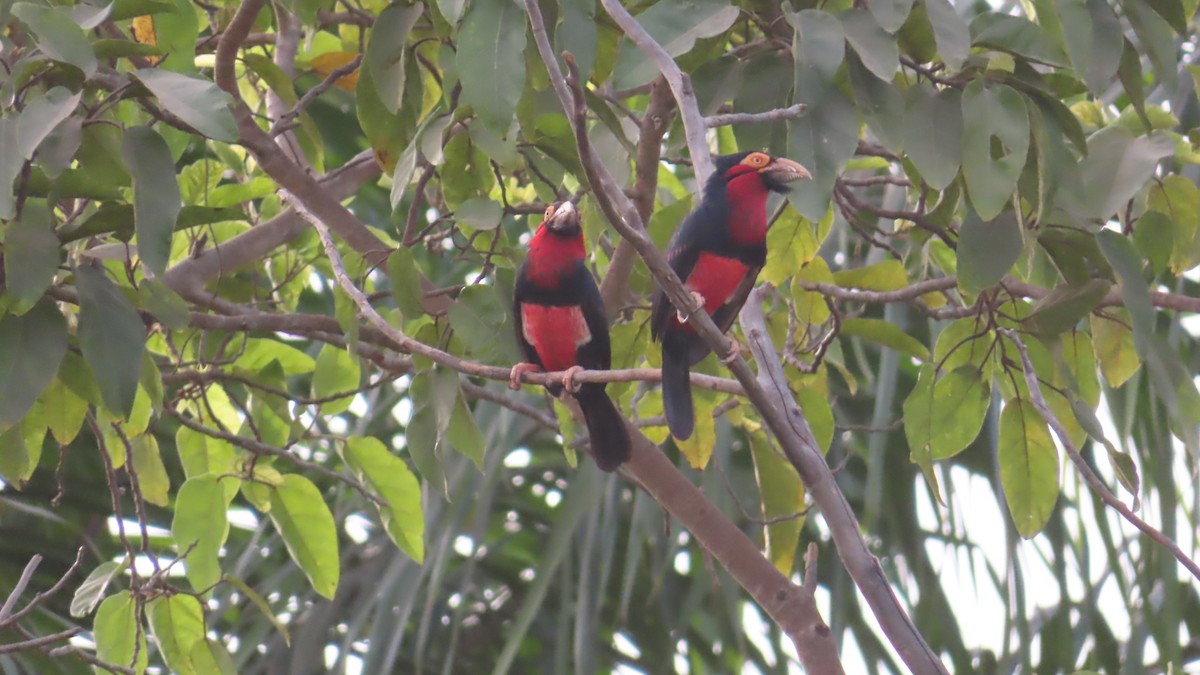 Bearded Barbet - ML614640525