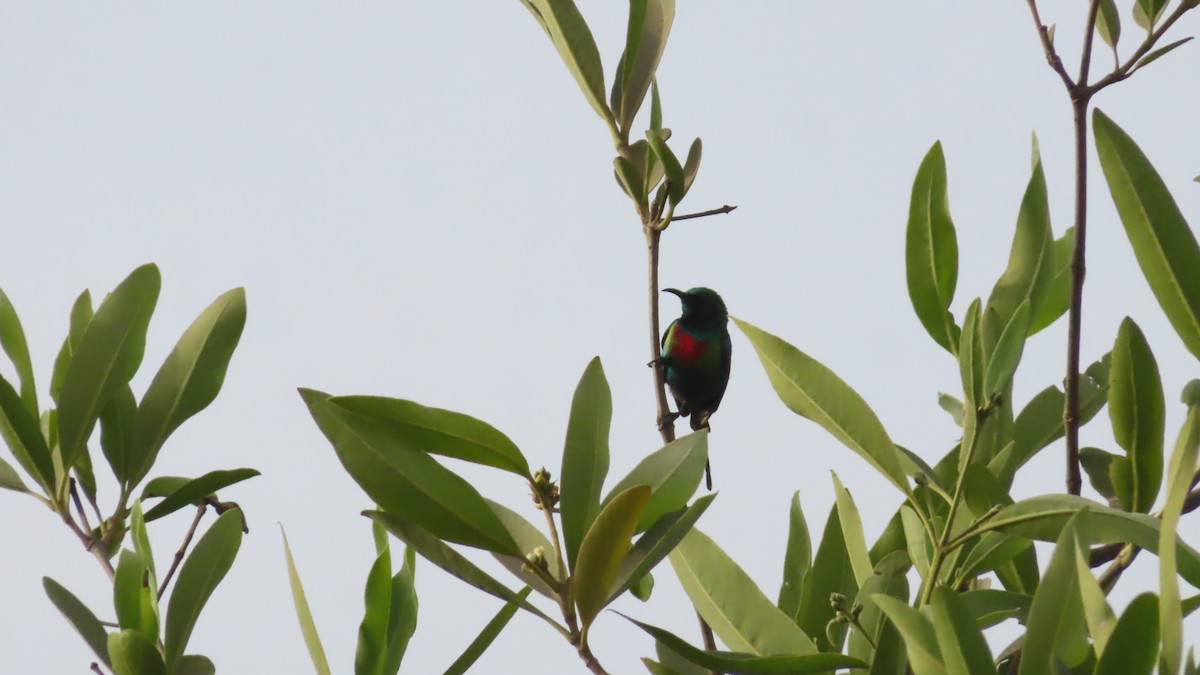 Beautiful Sunbird - ML614640562