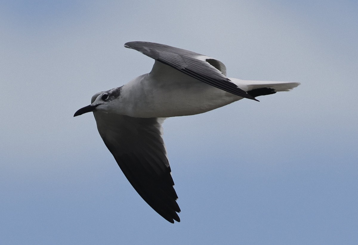 Laughing Gull - ML614640564