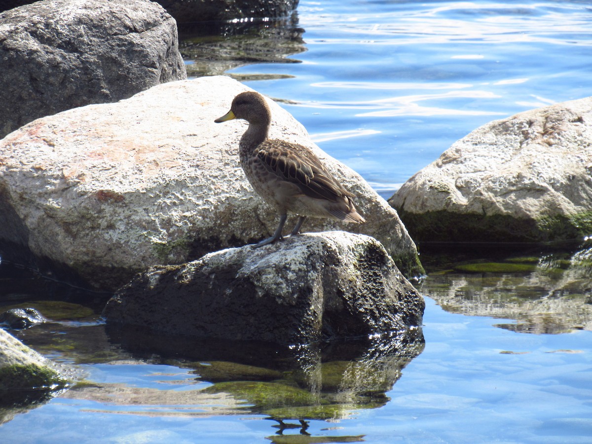 Yellow-billed Teal - ML614640576