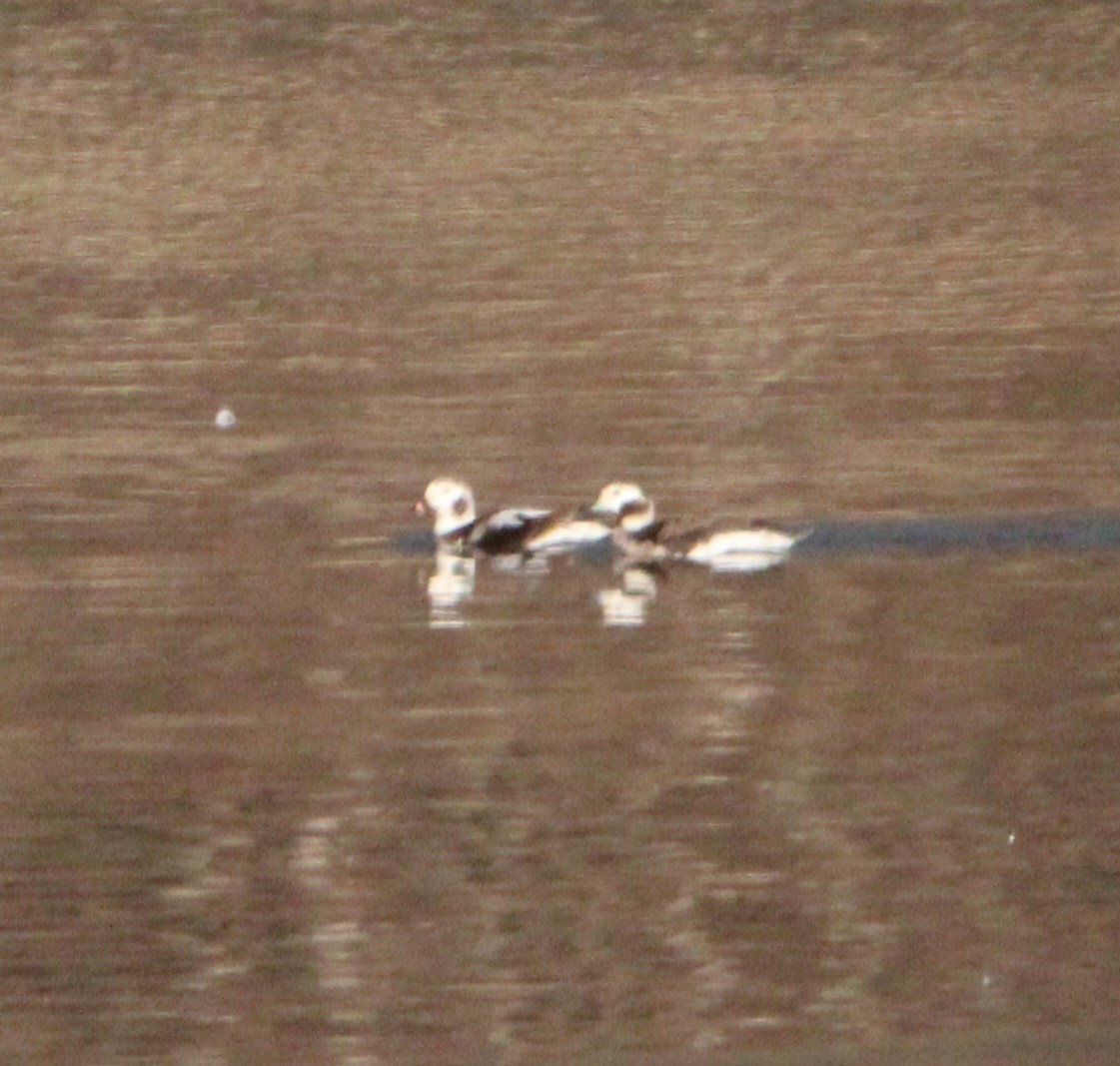 Long-tailed Duck - ML614640579