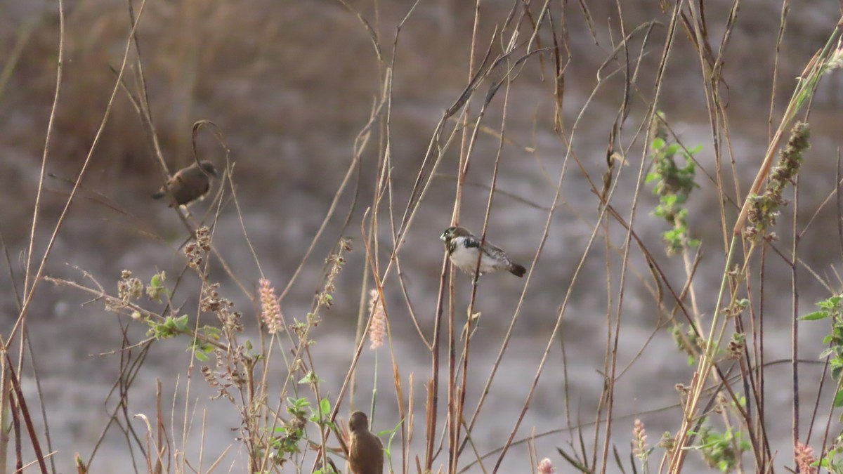 Bronze Mannikin - ML614640602