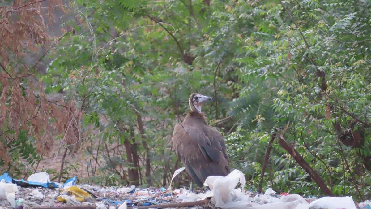 Hooded Vulture - ML614640613
