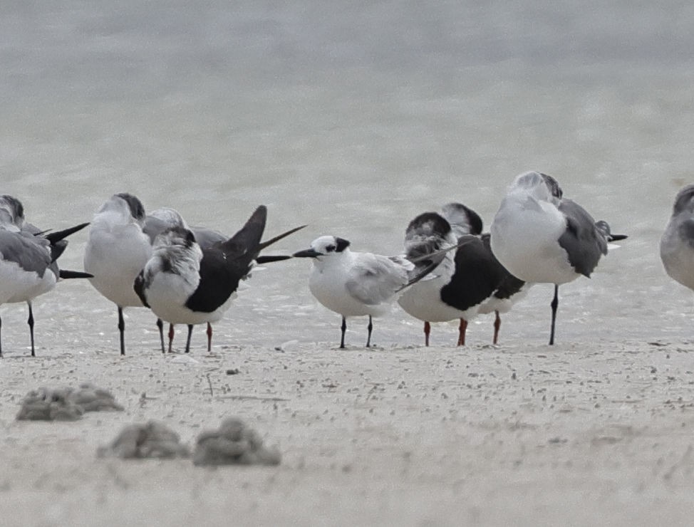 Sandwich Tern - ML614640615