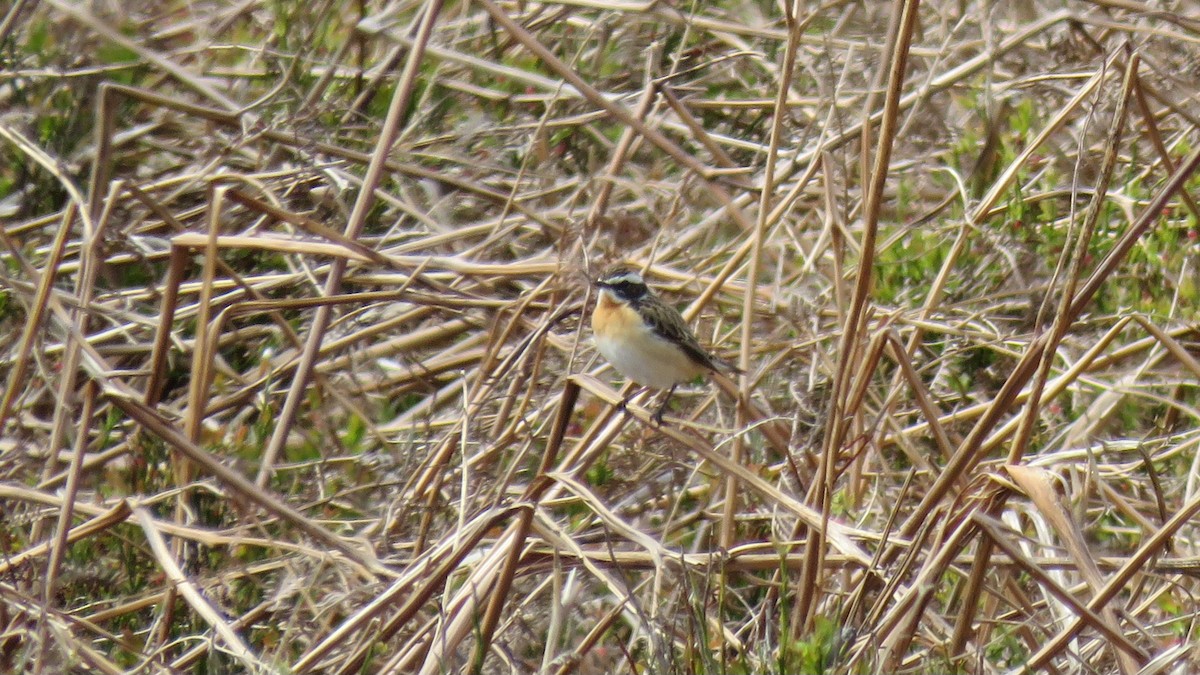 Braunkehlchen - ML614640625