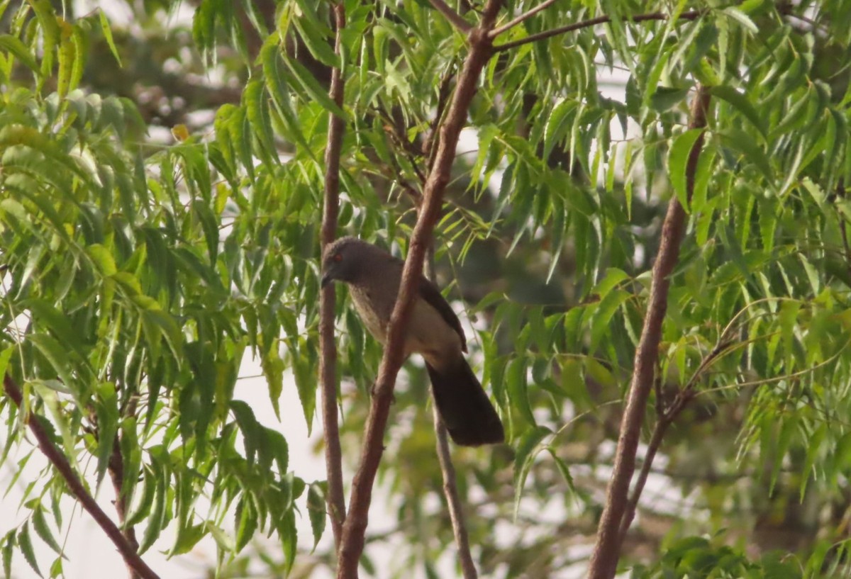 Brown Babbler - ML614640643