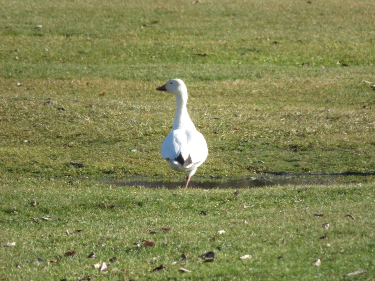 Snow Goose - Eric  Newton