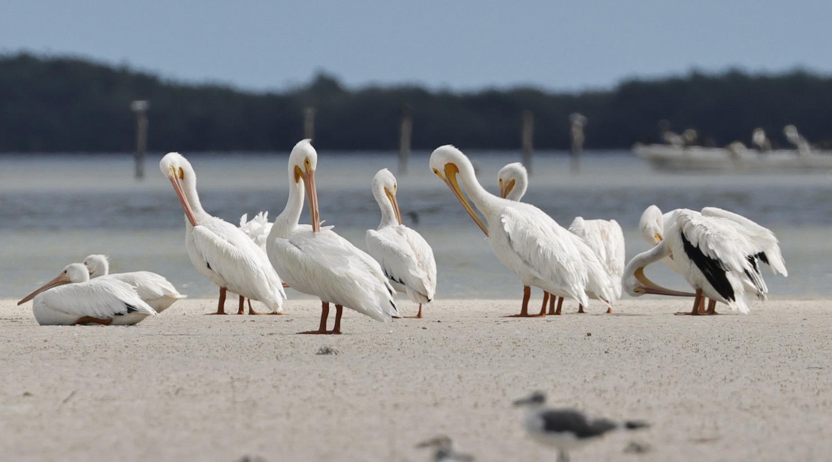 American White Pelican - ML614640690