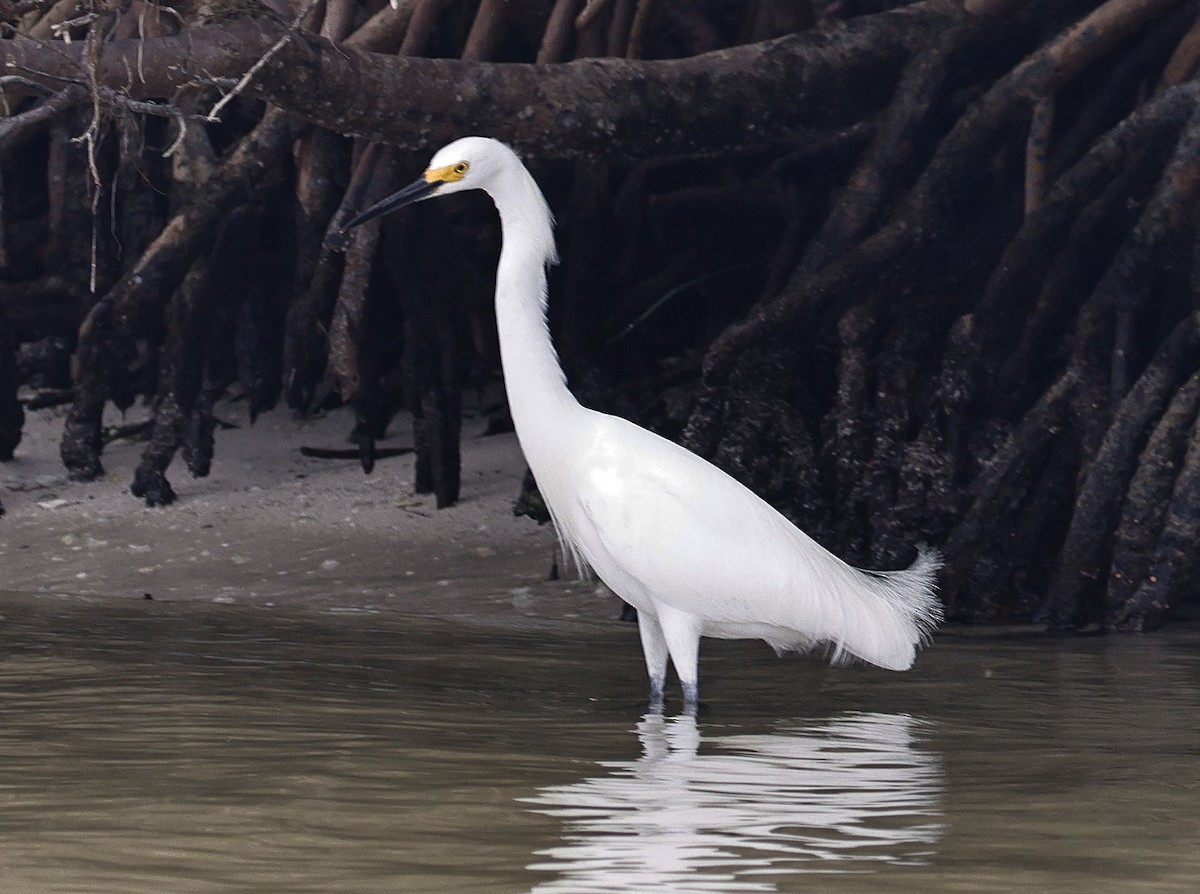 Snowy Egret - ML614640724